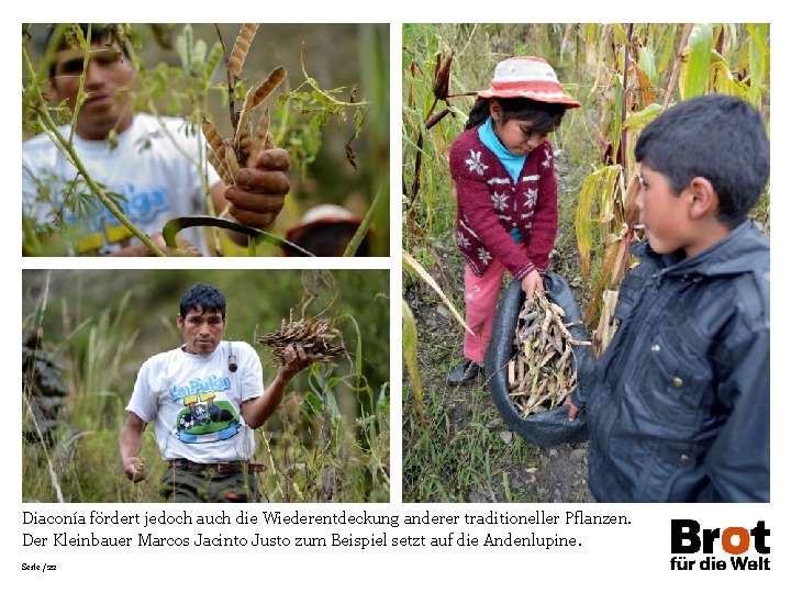 Diaconía fördert jedoch auch die Wiederentdeckung anderer traditioneller Pflanzen. Der Kleinbauer Marcos Jacinto Justo