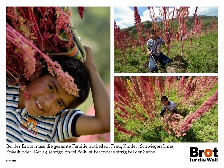 Bei der Ernte muss die gesamte Familie mithelfen: Frau, Kinder, Schwiegersöhne, Enkelkinder. Der 13