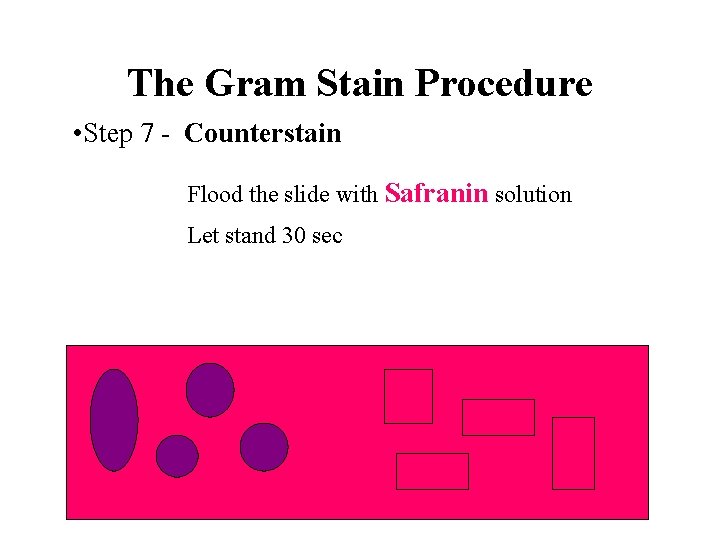 The Gram Stain Procedure • Step 7 - Counterstain Flood the slide with Safranin