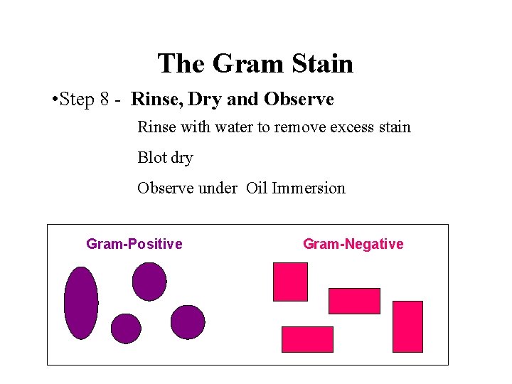 The Gram Stain • Step 8 - Rinse, Dry and Observe Rinse with water