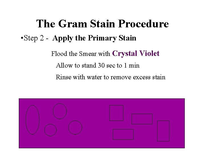 The Gram Stain Procedure • Step 2 - Apply the Primary Stain Flood the