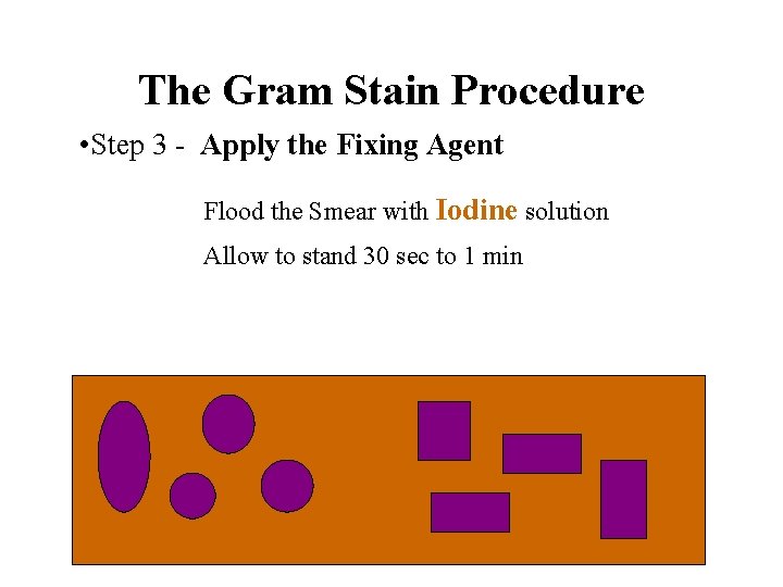 The Gram Stain Procedure • Step 3 - Apply the Fixing Agent Flood the