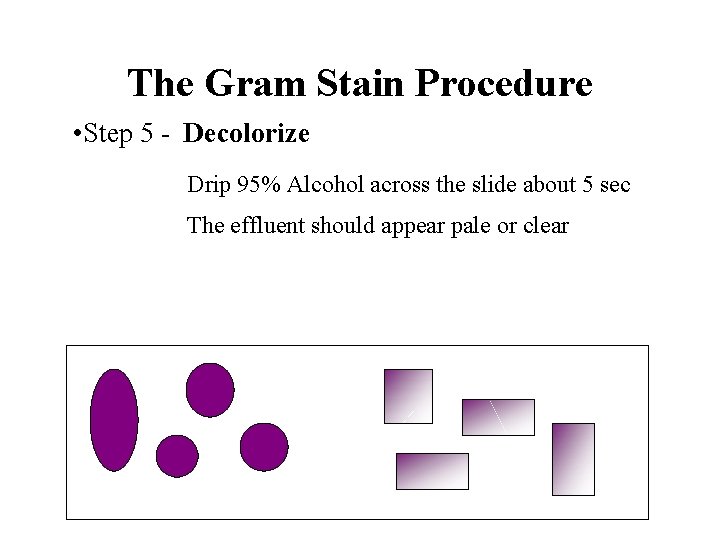 The Gram Stain Procedure • Step 5 - Decolorize Drip 95% Alcohol across the