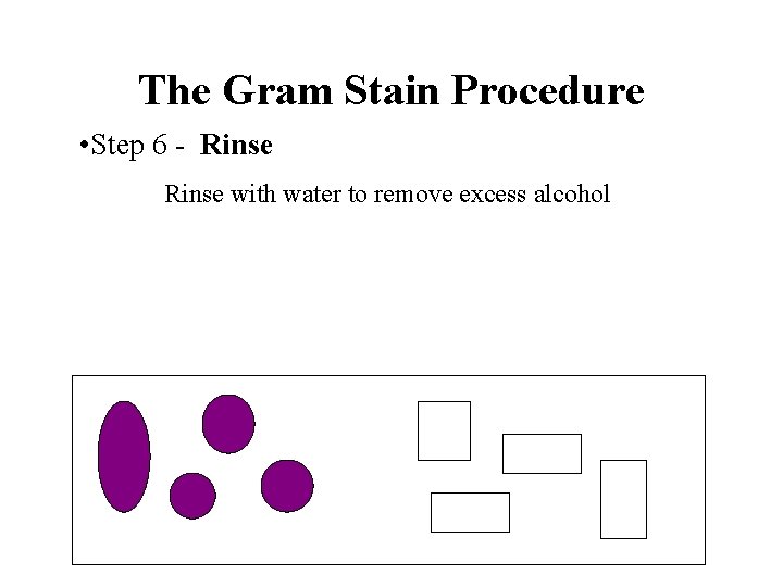 The Gram Stain Procedure • Step 6 - Rinse with water to remove excess