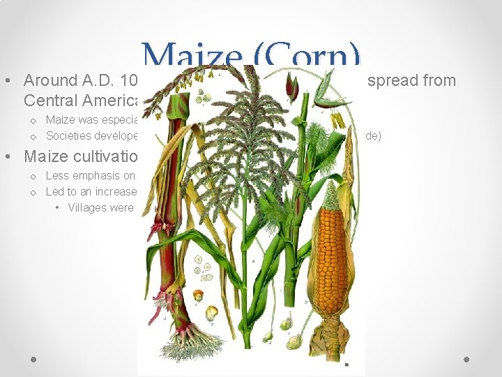 • Maize (Corn) Around A. D. 1000, maize agriculture began to spread from • Maize (Corn) Around A. D. 1000, maize agriculture began to spread from