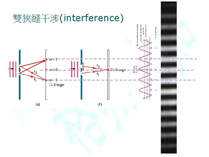 雙狹縫干涉(interference) 