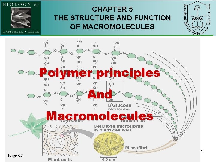 CHAPTER 5 THE STRUCTURE AND FUNCTION OF MACROMOLECULES Polymer principles And Macromolecules Page 62