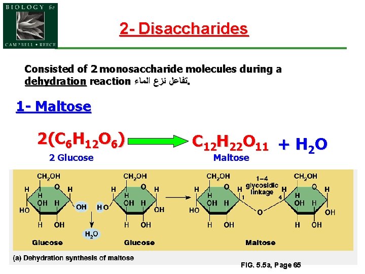 2 - Disaccharides Consisted of 2 monosaccharide molecules during a dehydration reaction ﺗﻔﺎﻋﻞ ﻧﺰﻉ