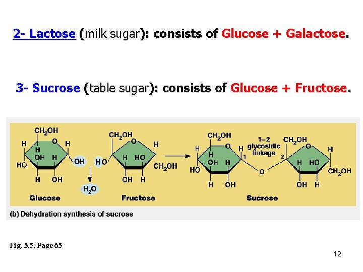 2 - Lactose (milk sugar): consists of Glucose + Galactose. 3 - Sucrose (table