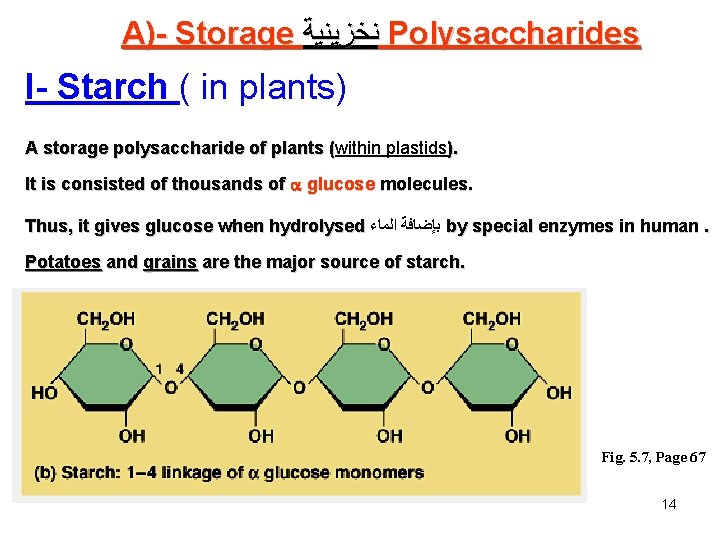 A)- Storage ﻧﺨﺰﻳﻨﻴﺔ Polysaccharides I- Starch ( in plants) A storage polysaccharide of plants