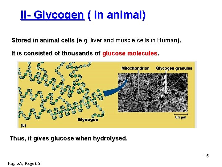 II- Glycogen ( in animal) Stored in animal cells (e. g. liver and muscle