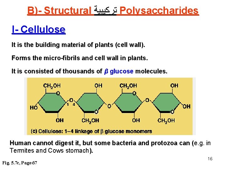 B)- Structural ﺗﺮﻛﻴﺒﻴﺔ Polysaccharides I- Cellulose It is the building material of plants (cell