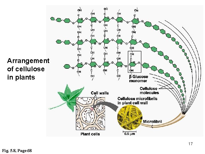 Arrangement of cellulose in plants 17 Fig. 5. 8, Page 68 