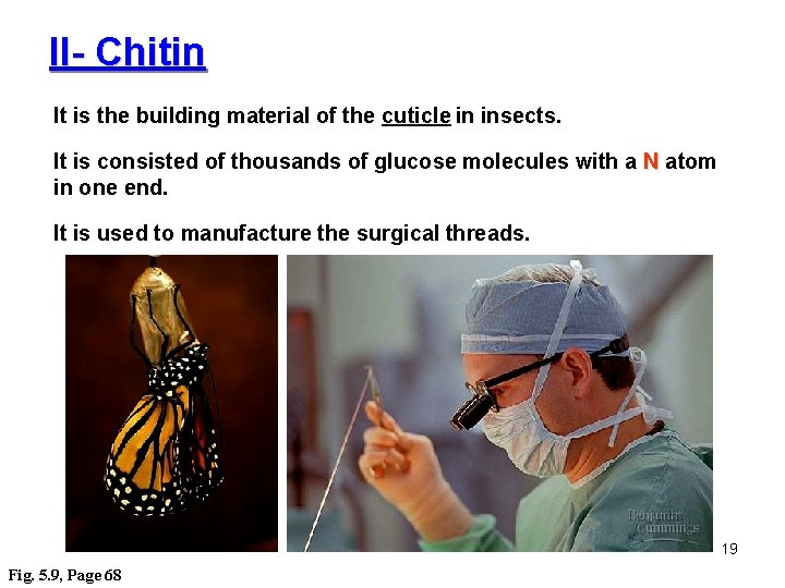 II- Chitin It is the building material of the cuticle in insects. It is
