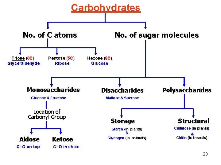 Carbohydrates No. of C atoms Triose (3 C) Glyceraldehyde Pentose (5 C) Ribose Monosaccharides