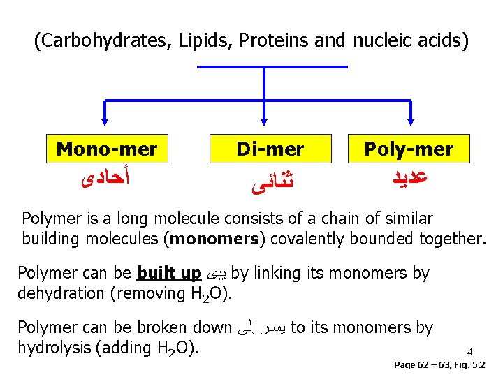 (Carbohydrates, Lipids, Proteins and nucleic acids) Mono-mer Di-mer Poly-mer ﺃﺤﺎﺩﻯ ﺛﻨﺎﺋﻰ ﻋﺪﻳﺪ Polymer is