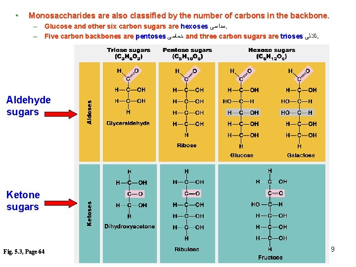  • Monosaccharides are also classified by the number of carbons in the backbone.