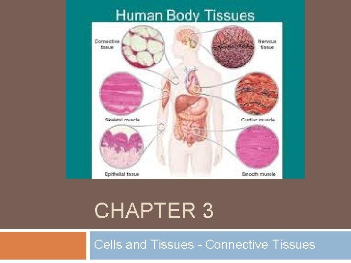 CHAPTER 3 Cells and Tissues – Connective Tissues 