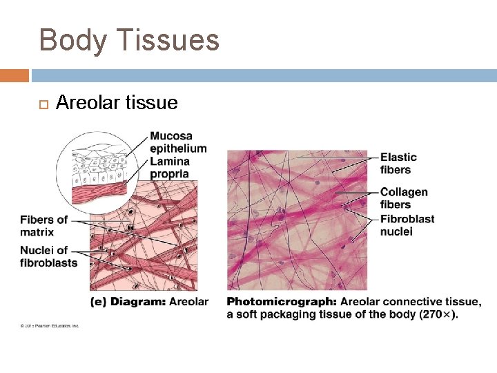 Body Tissues Areolar tissue 