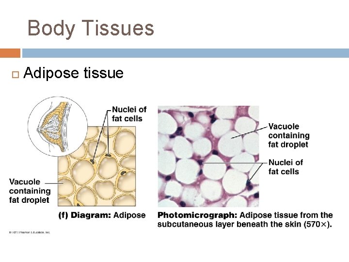 Body Tissues Adipose tissue 