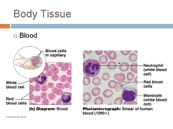 Body Tissue Blood 