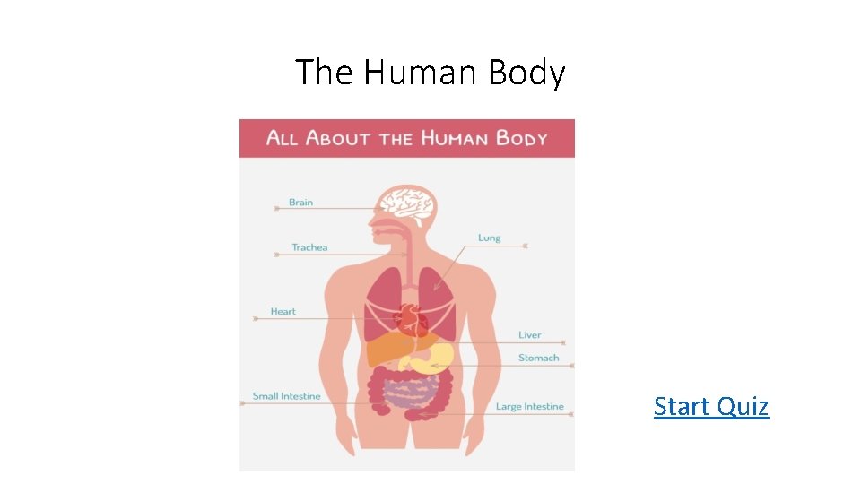 The Human Body Start Quiz 