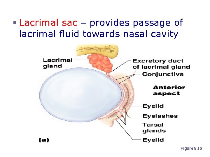 Accessory Structures of the Eye § Lacrimal sac – provides passage of lacrimal fluid