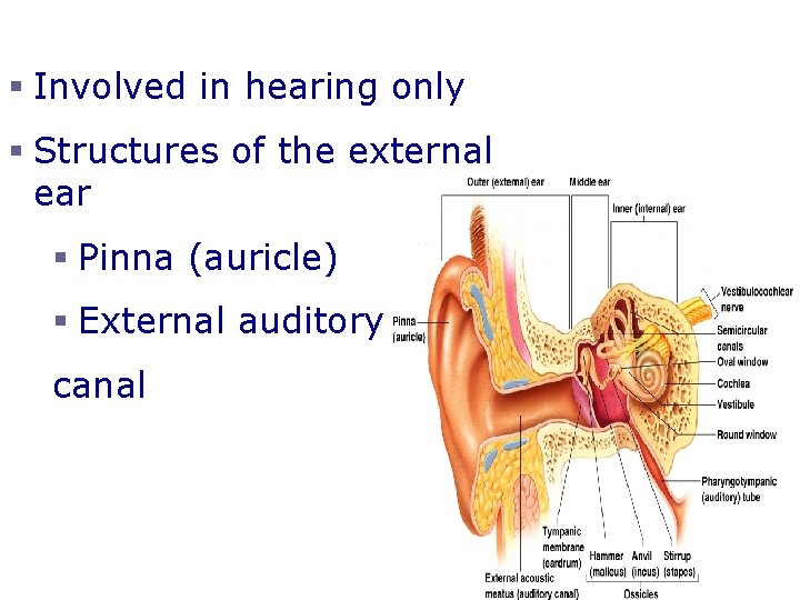 The External Ear § Involved in hearing only § Structures of the external ear