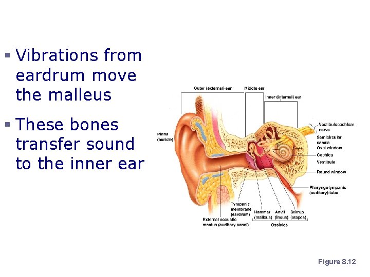 Bones of the Tympanic Cavity § Vibrations from eardrum move the malleus § These