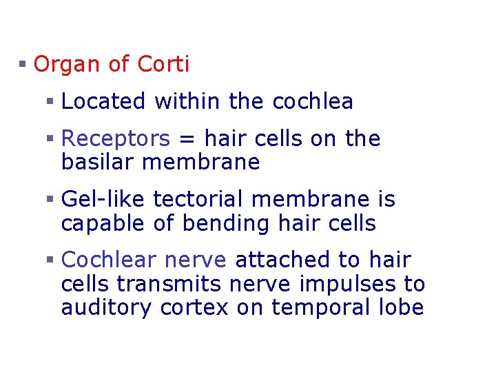 Organs of Hearing § Organ of Corti § Located within the cochlea § Receptors