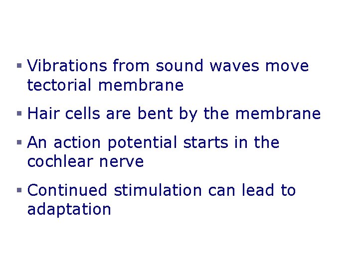 Mechanisms of Hearing § Vibrations from sound waves move tectorial membrane § Hair cells