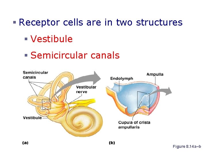 Organs of Equilibrium § Receptor cells are in two structures § Vestibule § Semicircular