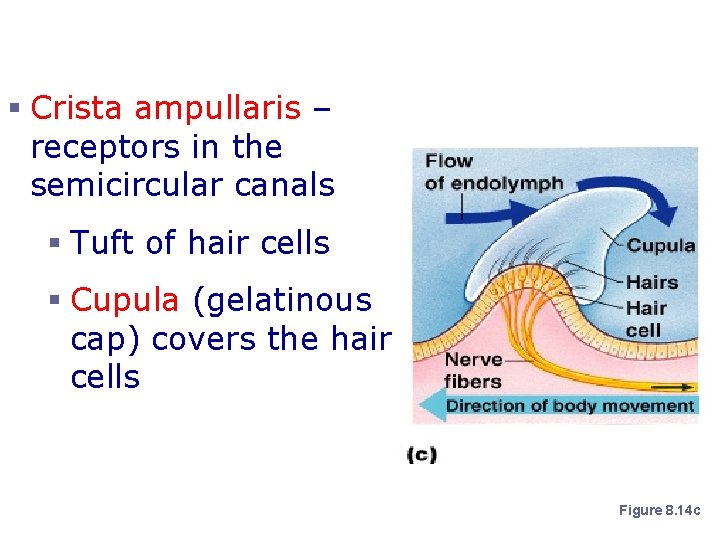 Dynamic Equilibrium § Crista ampullaris – receptors in the semicircular canals § Tuft of