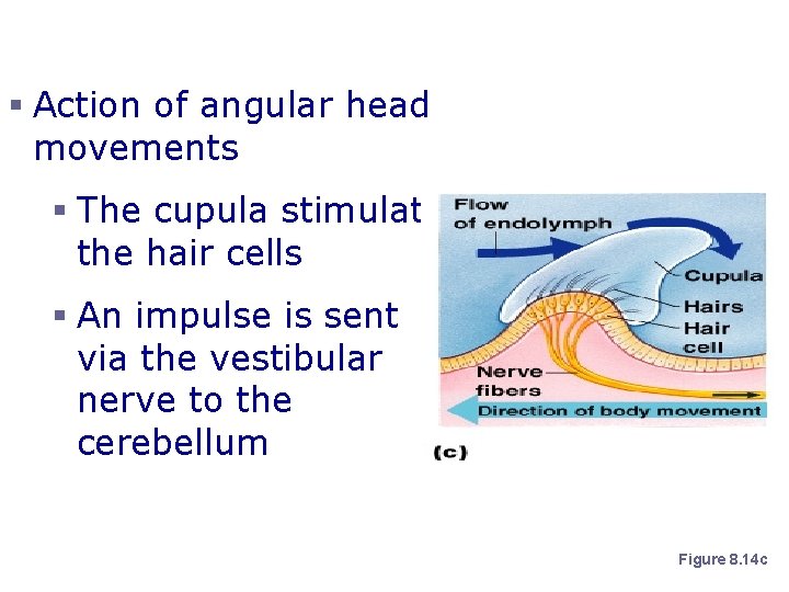 Dynamic Equilibrium § Action of angular head movements § The cupula stimulates the hair