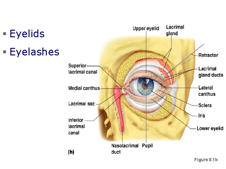 Accessory Structures of the Eye § Eyelids § Eyelashes Figure 8. 1 b 