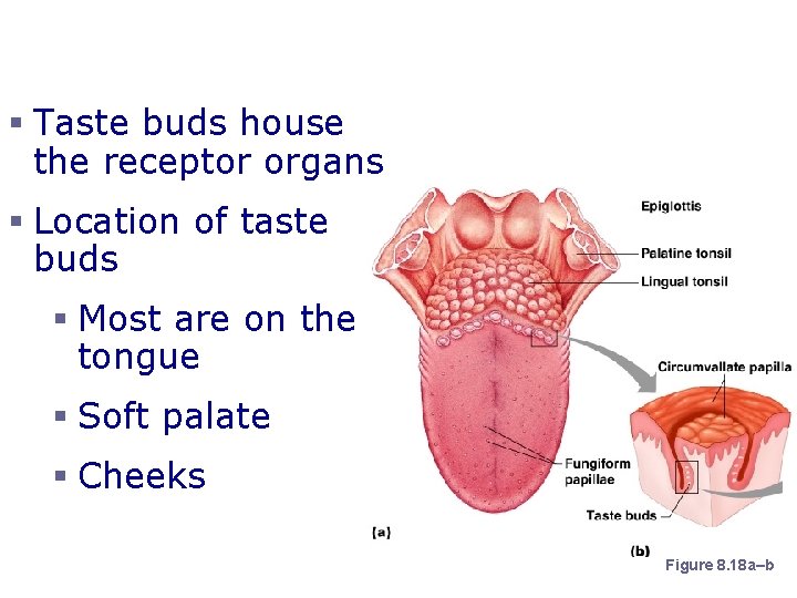 The Sense of Taste § Taste buds house the receptor organs § Location of