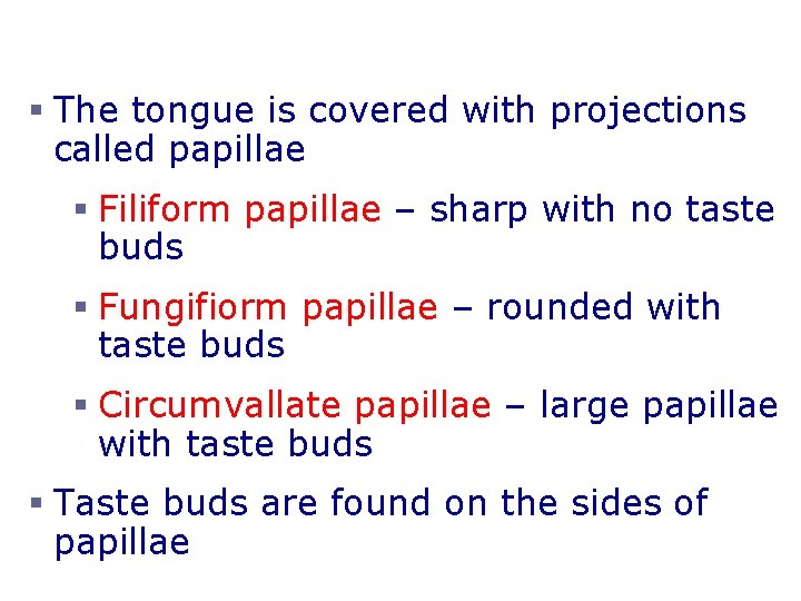 The Tongue and Taste § The tongue is covered with projections called papillae §