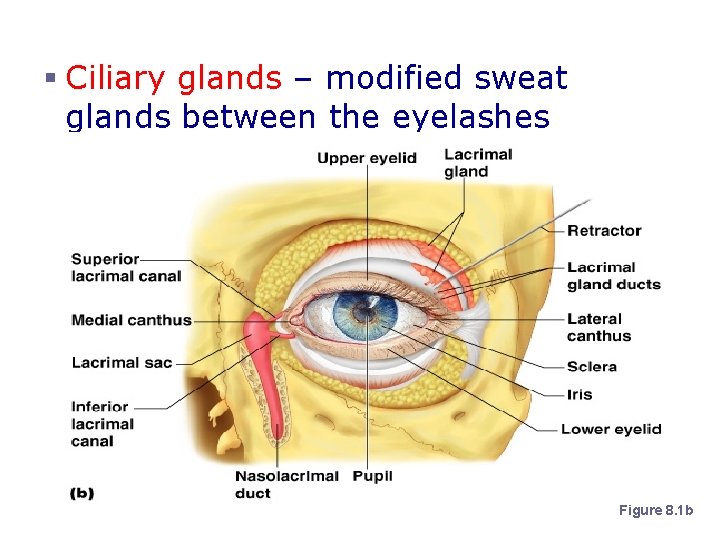 Accessory Structures of the Eye § Ciliary glands – modified sweat glands between the