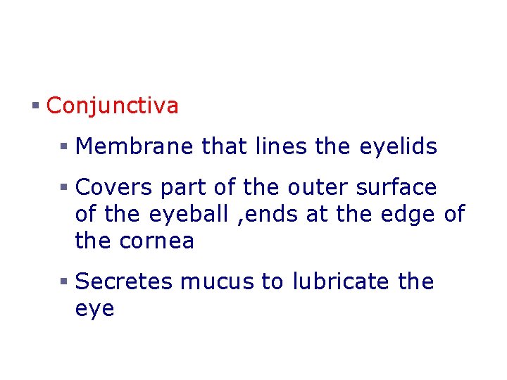 Accessory Structures of the Eye § Conjunctiva § Membrane that lines the eyelids §