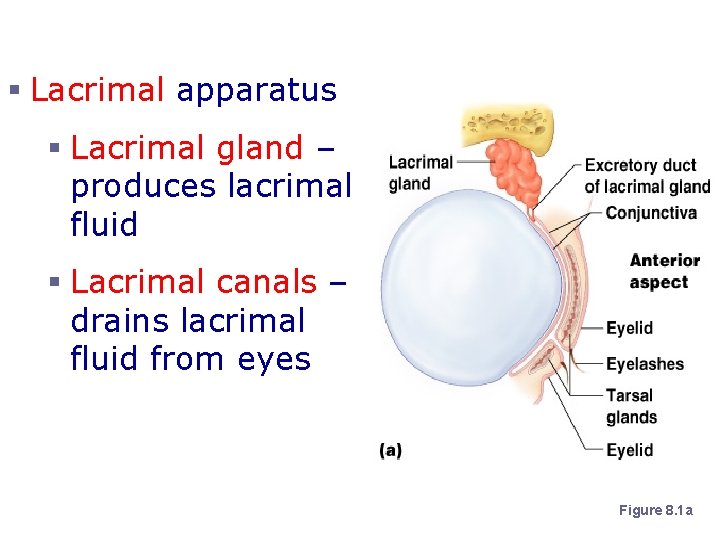 Accessory Structures of the Eye § Lacrimal apparatus § Lacrimal gland – produces lacrimal