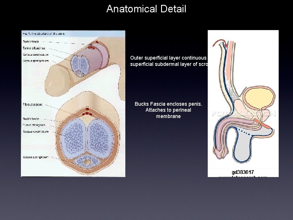 Anatomical Detail Outer superficial layer continuous with superficial subdermal layer of scrotum Bucks Fascia