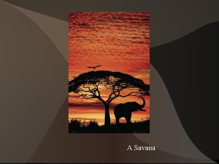 A Savana A Savana