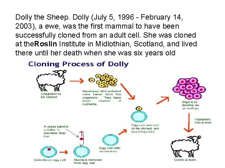 Dolly the Sheep. Dolly (July 5, 1996 - February 14, 2003), a ewe, was