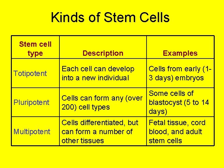 Kinds of Stem Cells Stem cell type Totipotent Pluripotent Multipotent Description Each cell can