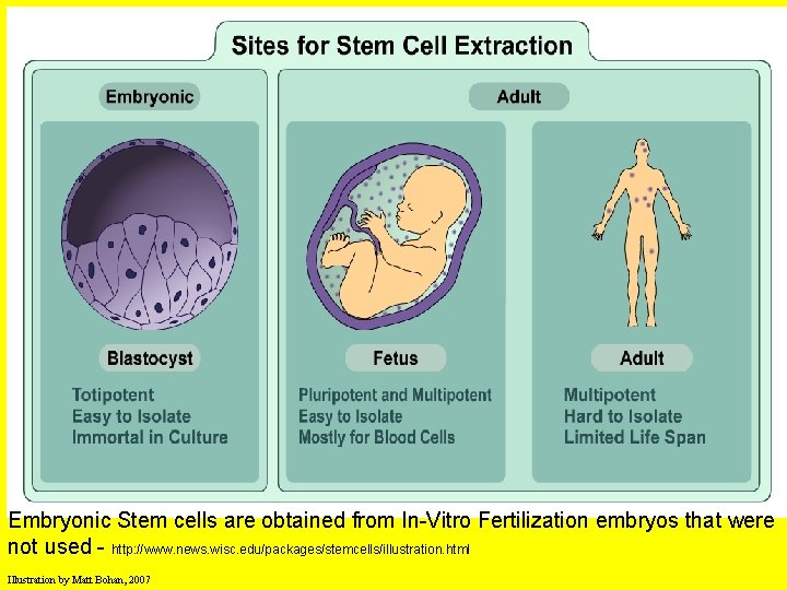 Embryonic Stem cells are obtained from In-Vitro Fertilization embryos that were not used -