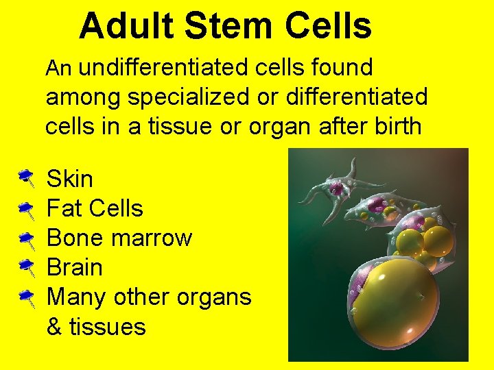 Adult Stem Cells An undifferentiated cells found among specialized or differentiated cells in a