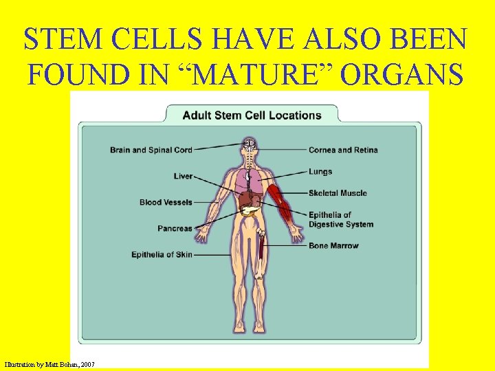 STEM CELLS HAVE ALSO BEEN FOUND IN “MATURE” ORGANS Illustration by Matt Bohan, 2007