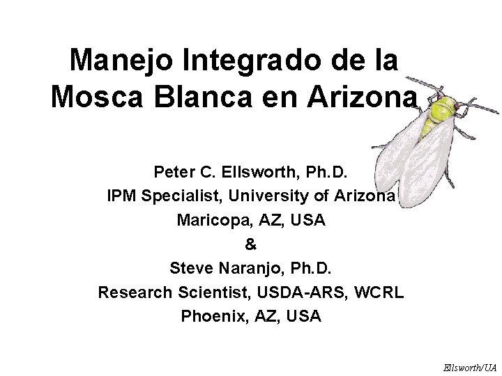 Manejo Integrado de la Mosca Blanca en Arizona Peter C. Ellsworth, Ph. D. IPM