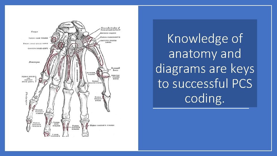 Knowledge of anatomy and diagrams are keys to successful PCS coding. 