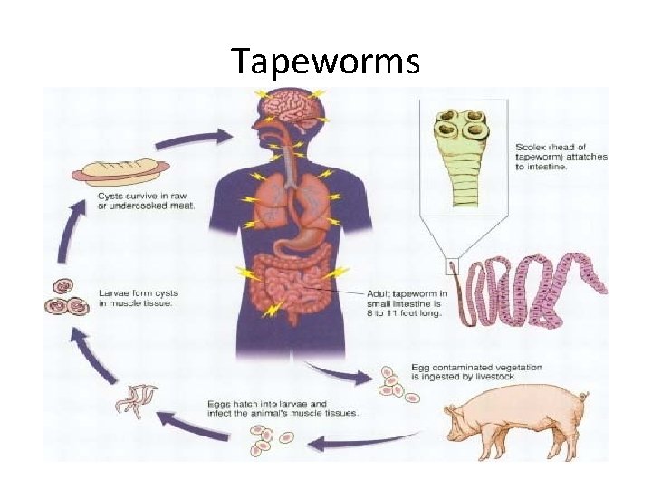 Tapeworms 